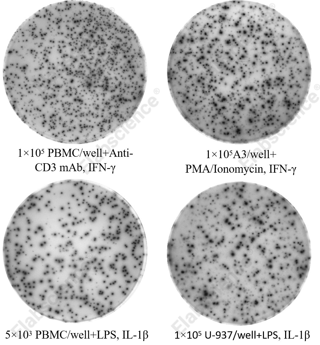 不同细胞类型分泌人IFN-γ和IL-1β的检测结果