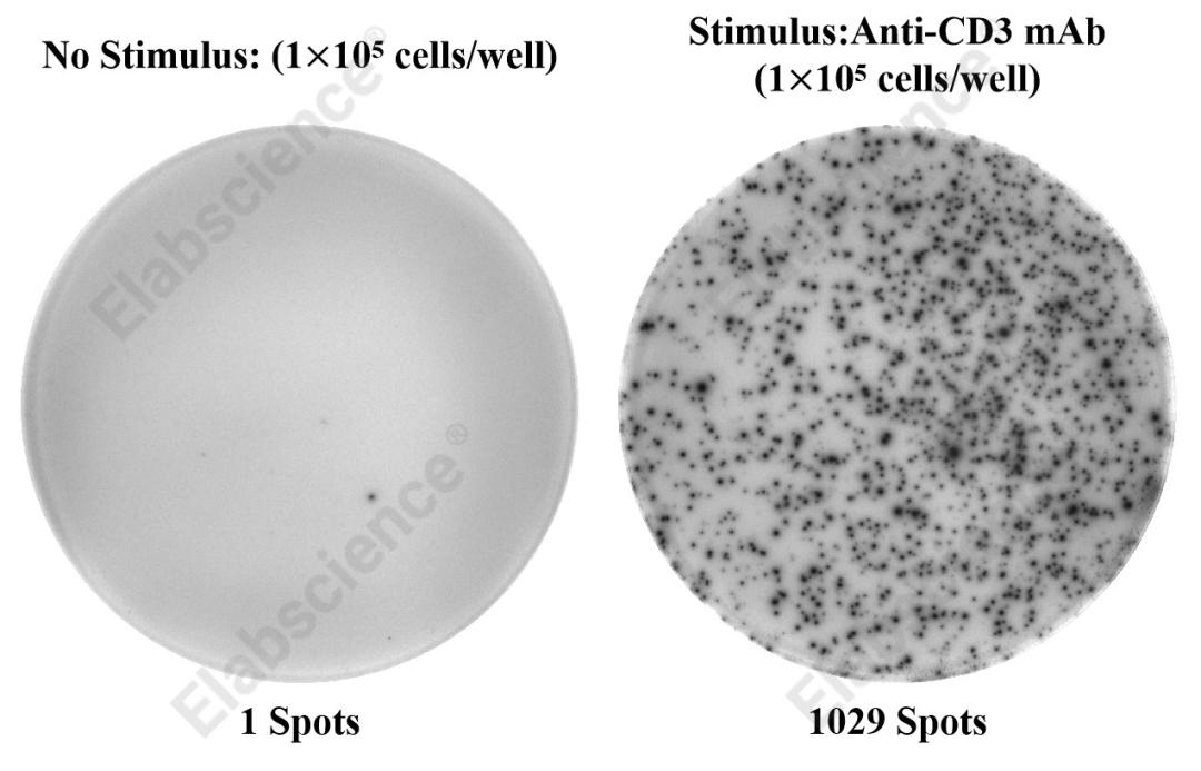 将PBMC（1×105个细胞/孔）在不含或含刺激剂 Anti-CD3 mAb（500 ng/mL）的条件下孵育20 h，斑点数为分泌人IFN-γ的细胞数量