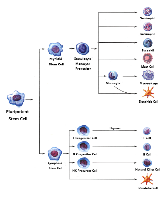 DC Cell Population Detection